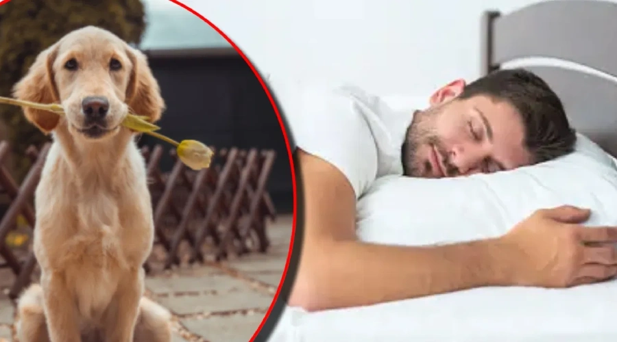 Sapne mein bura kutta dekhna
