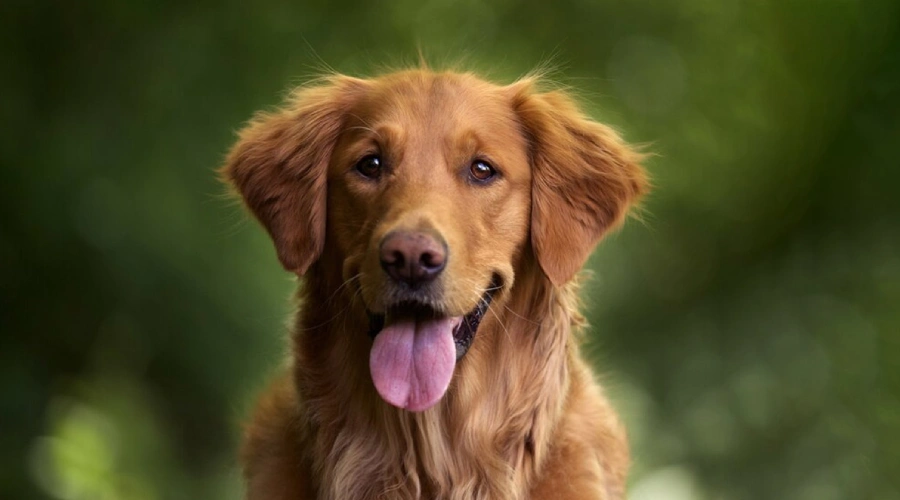 Sapne mein bura kutta dekhne ka karan