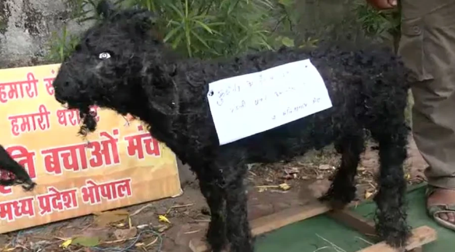 Bakrid ke awsar par anokha pradarshan