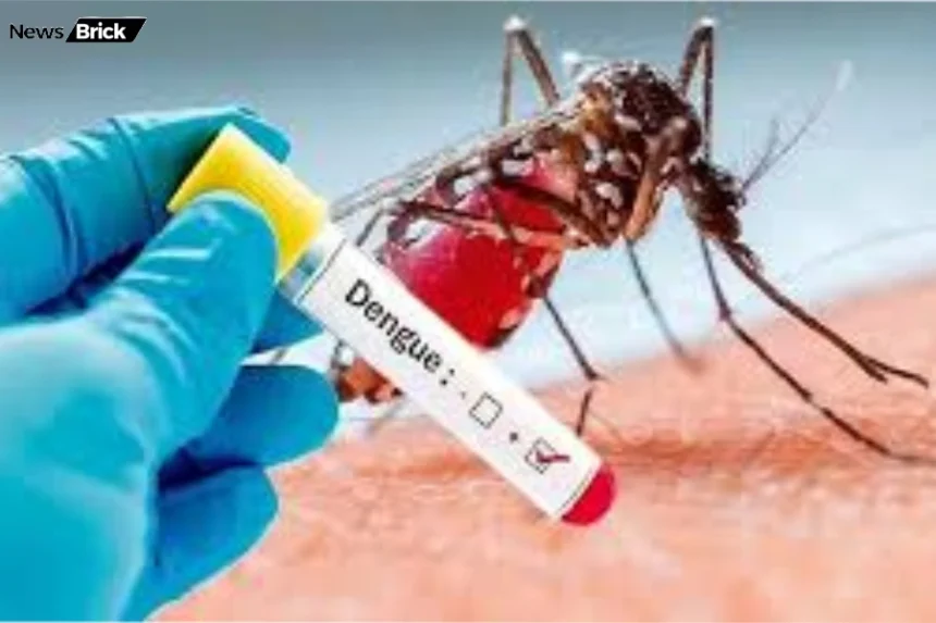 ghar par apanaen ye upay dengue se rahen surakshit