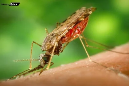 malaria se bachav ke liye desi upay