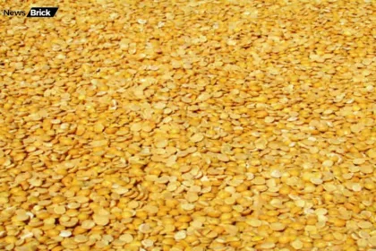 arhar dal swasthya labh sambhavit nuksan