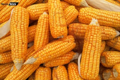 makka khane labh sambhavit nuksan